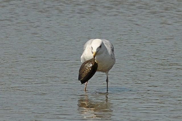 04 05 16_5562_edited-1.jpg - GULLS & HUGE MUSSEL - RADIPOLE, WEYMOUTH, DORSET - SPRING 2016